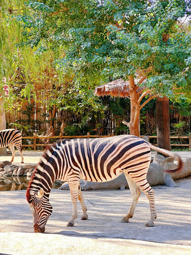上海野生動物園一日遊超詳細攻略，碼