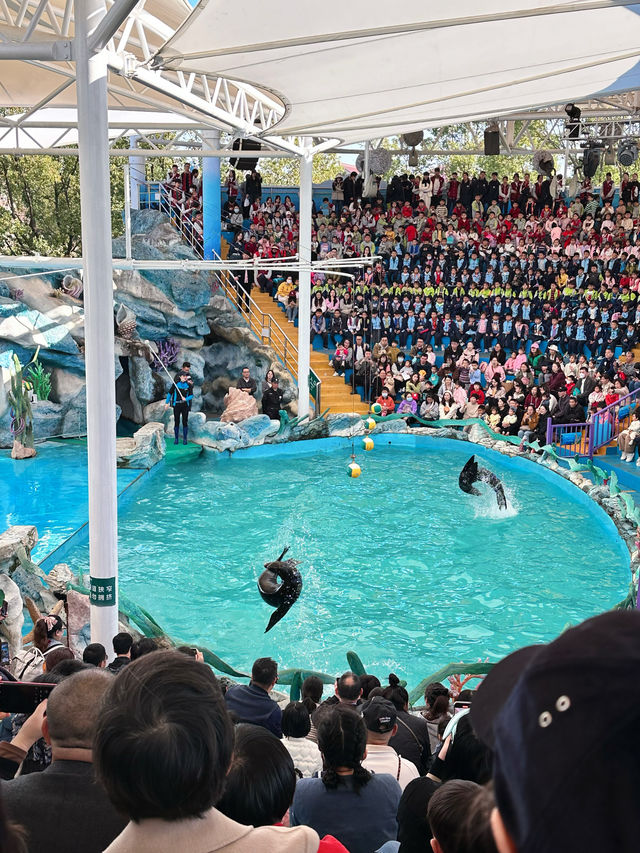 上海野生動物園一日遊超詳細攻略，碼