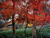 杭州寺廟天花板｜紅楓季節同樣驚艷