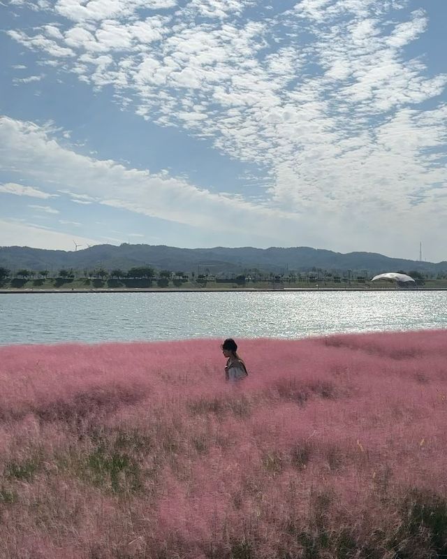 포항 형산강 장미원, 핑크뮬리의 꿈같은 풍경을 만나다! 💗