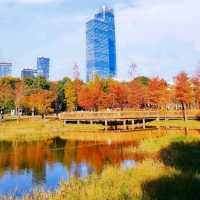 ✨深圳蓮花山公園~美如冬日油畫落羽杉✨