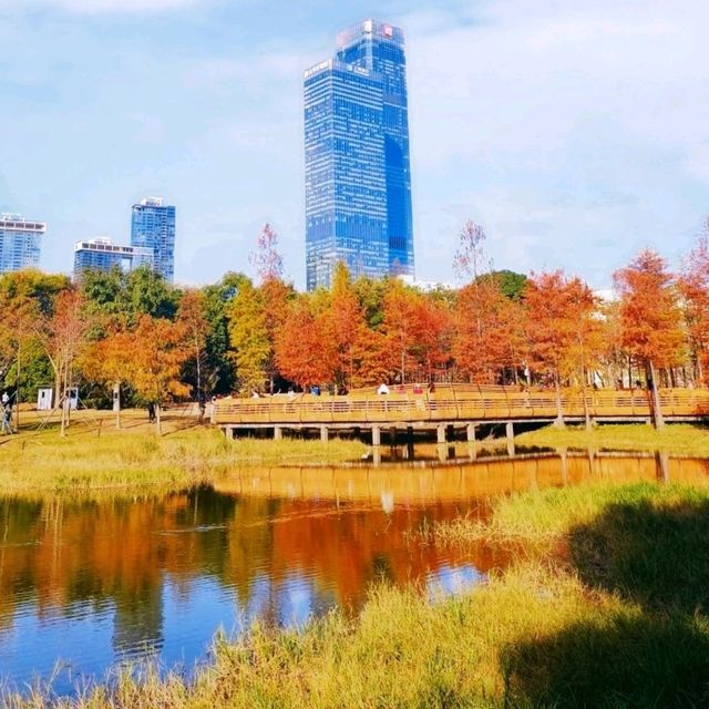 ✨深圳蓮花山公園~美如冬日油畫落羽杉✨