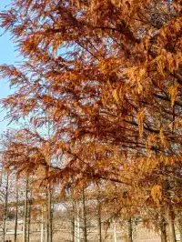 南昌｜魚尾洲公園的紅杉林也太美了吧
