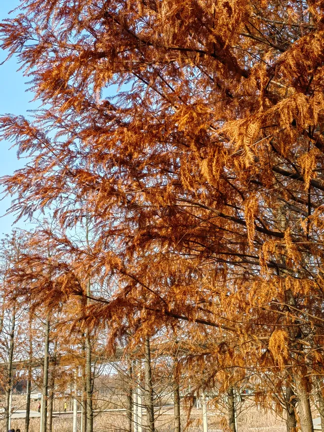 南昌｜魚尾洲公園的紅杉林也太美了吧