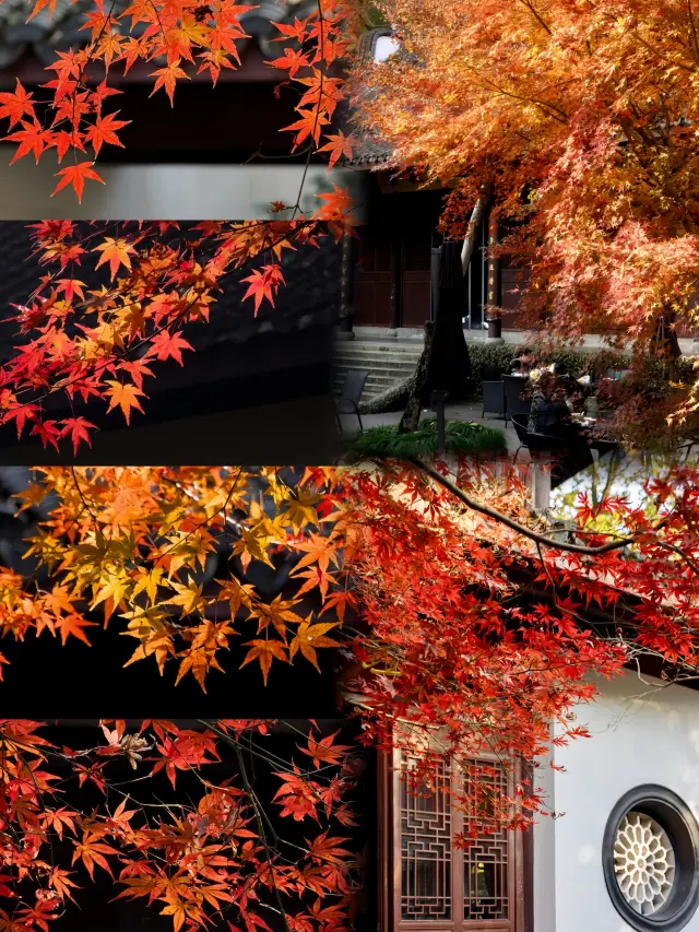 Goodness! I arrived late and the maple leaves here in Hangzhou are stunningly beautiful