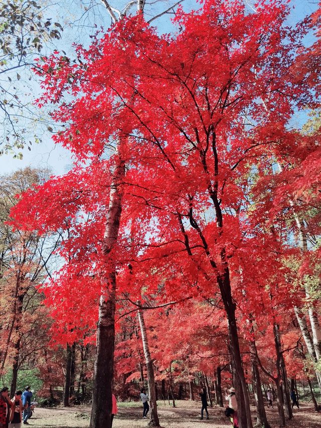 秋天的顏色應該是紅色