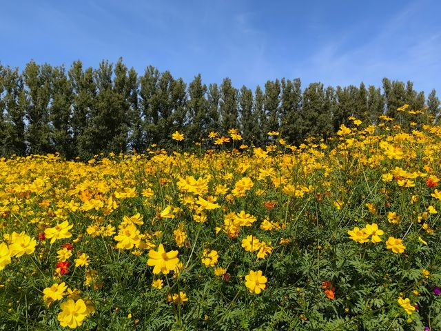 金塔沙漠胡楊林