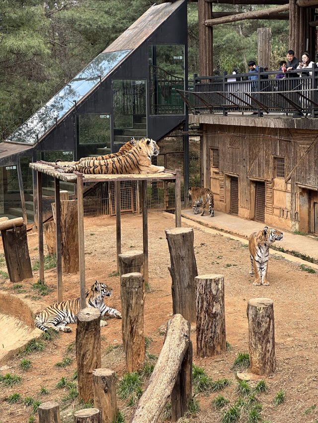 雲南野生動物園！超詳細攻略！