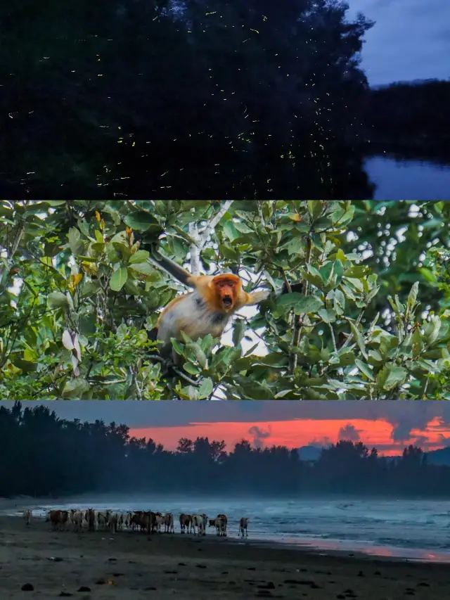 คำแนะนำในชีวิตคือการไปที่ป่าชายเลนก่อนที่จะออกจาก Kota Kinabalu