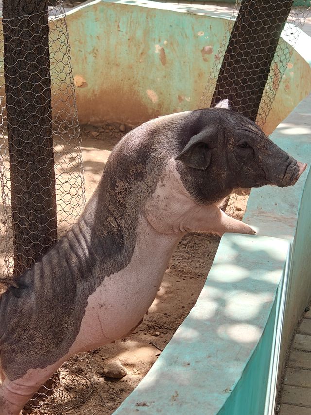 超治癒的動物園之行