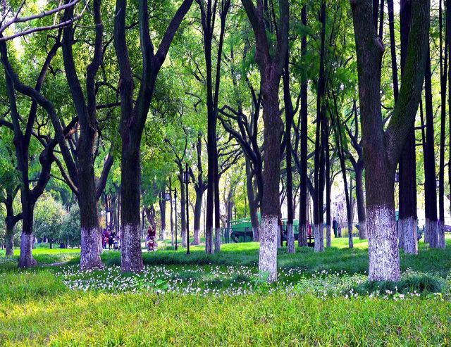 昆山市內有座景色旖旎的亭林園