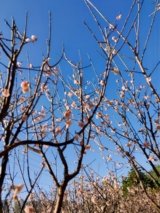 自駕遊廣東，深圳梅園賞梅