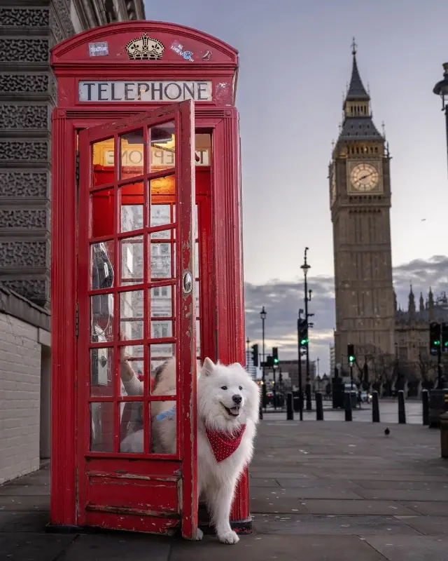 Felix vs the red telephone booths of London ❤️😍 Which picture is your favorite? ☎️