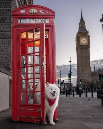 Felix vs the red telephone booths of London ❤️😍 Which picture is your favorite? ☎️