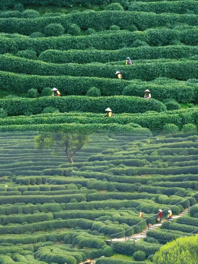 The most eye-protecting hiking route in Hangzhou