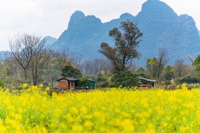 故事的小黄花在桂林的春日開著