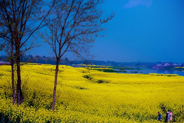 千畝油菜花，美成「小江南」：邛崍兩河村