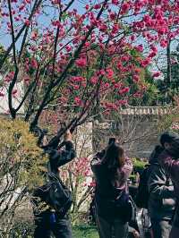 烏山風景區，賞花好去處