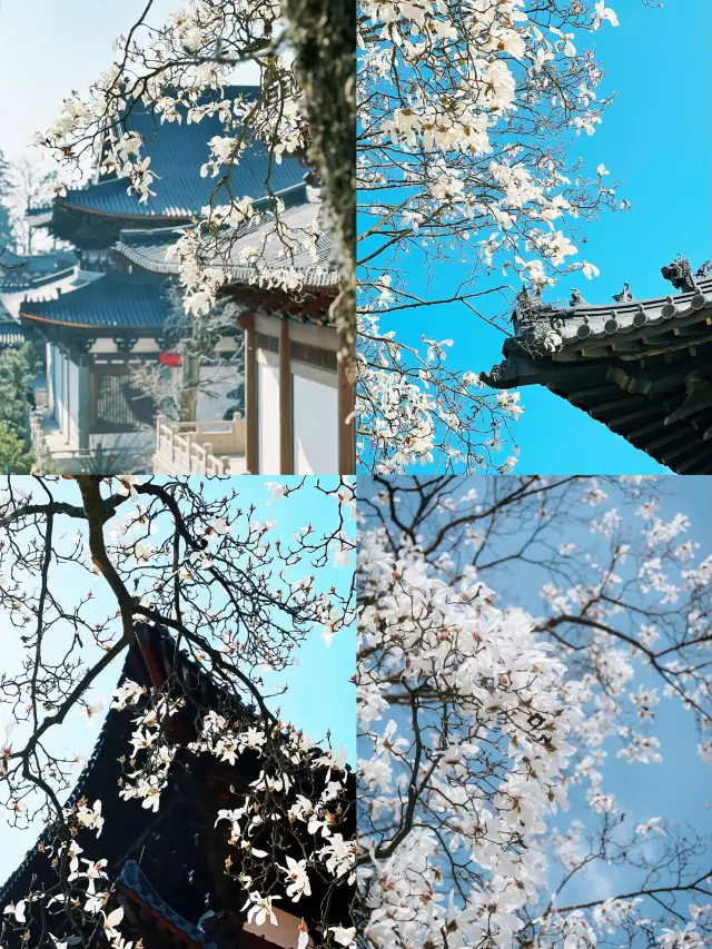 The white magnolias at Jing Shan Temple are truly beautiful and incredibly auspicious for career success