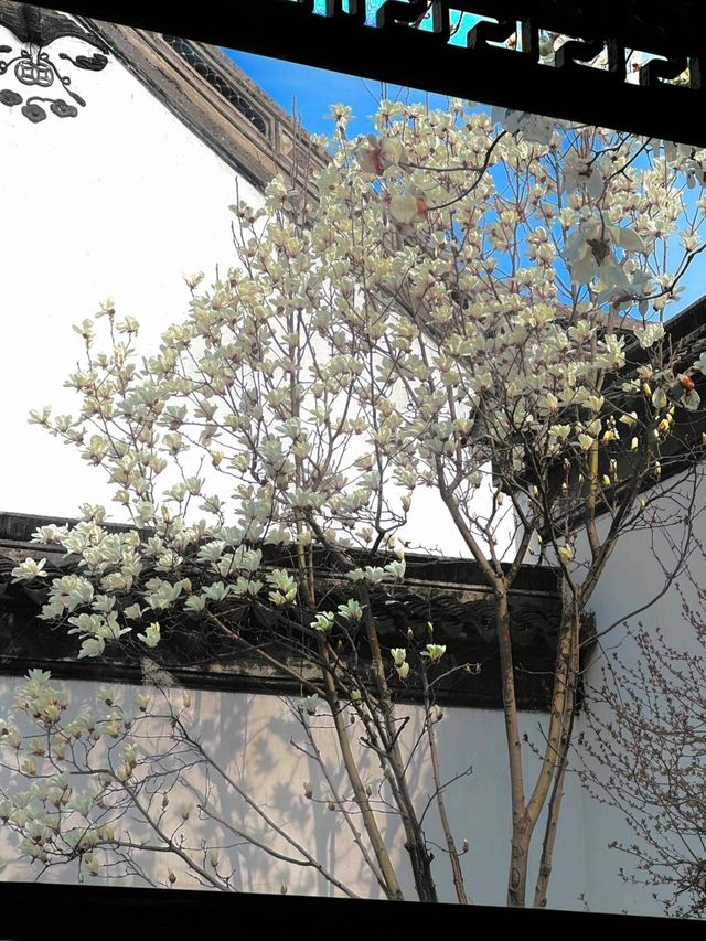 春訪蘇園，邂逅玉蘭花