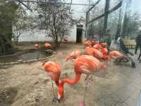 濟南一日遊好去處｜動物園裡有什麼