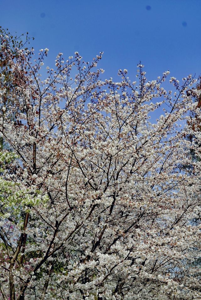 世紀公園賞櫻花