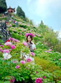 偶遇滿山的牡丹花正值花期~叢林探險親子出行