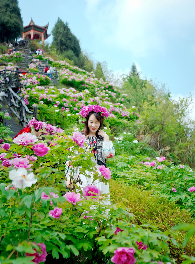 偶遇滿山的牡丹花正值花期~叢林探險親子出行