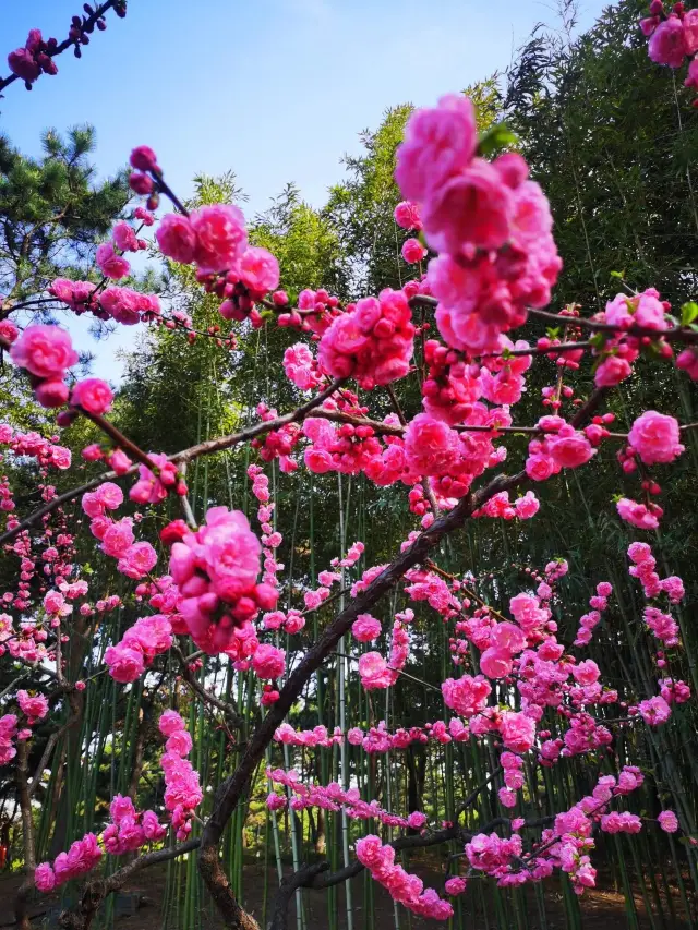 Zizhuyuan Park