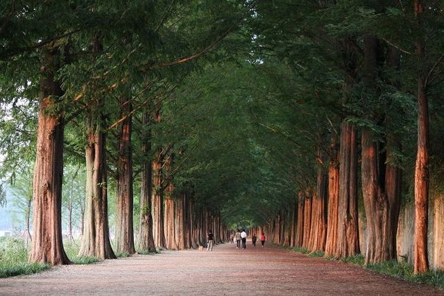 韓國小眾旅遊-寶城