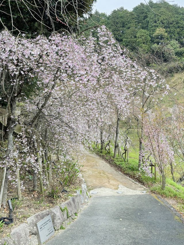 福岡太宰府賞花路線 | 太宰府你玩得可真花啊