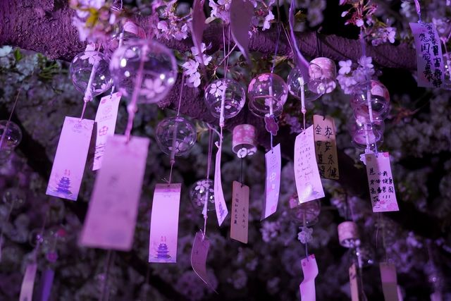 無錫兩天一夜賞櫻之旅