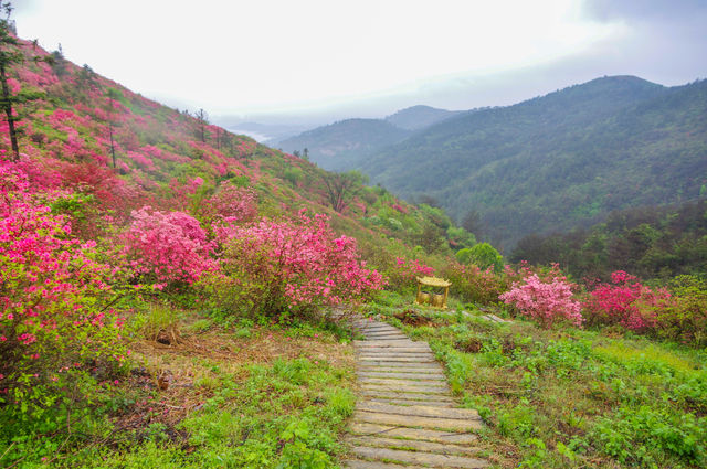 春天去哪裡，木蘭雲霧山看一看