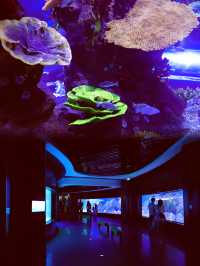 雲上海洋館·特別的存在