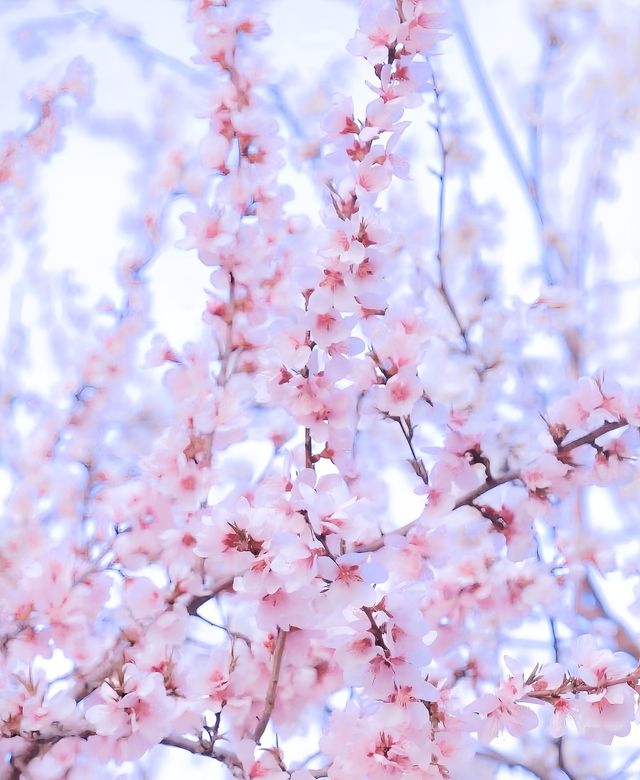 桃花燦燦開，春光入畫來～最美桃花堤
