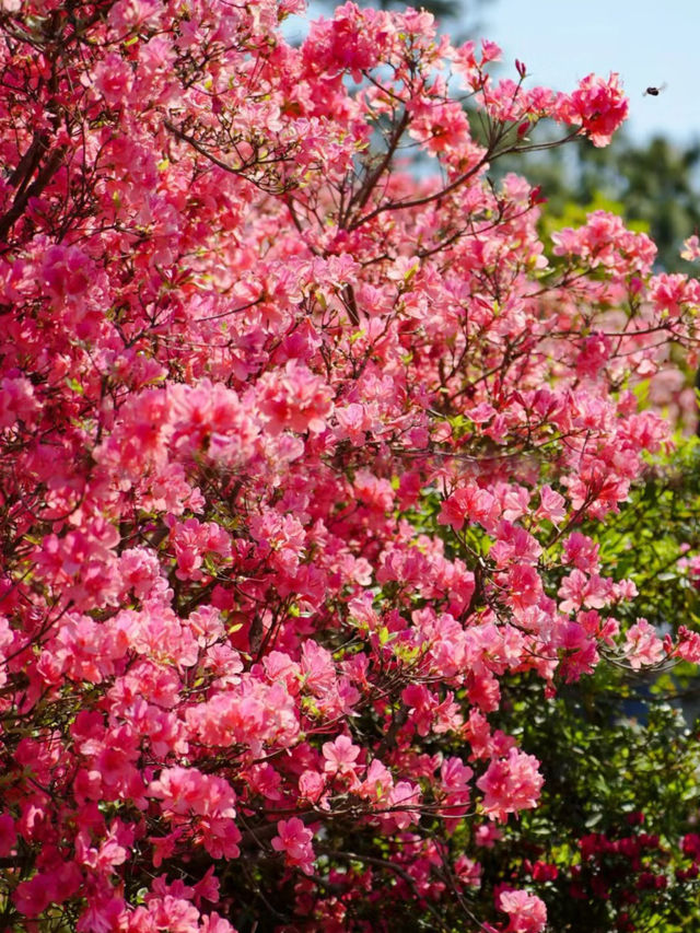 人間四月芳菲盡，雲霧山上看杜鵑