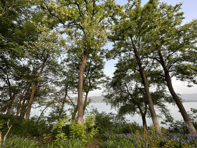 三門峽黃河邊上開滿紫花的公園