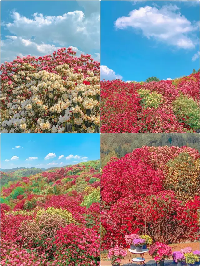 新幹線で直行、贵州の山々は花海で満たされ、まさに天界の美しさです