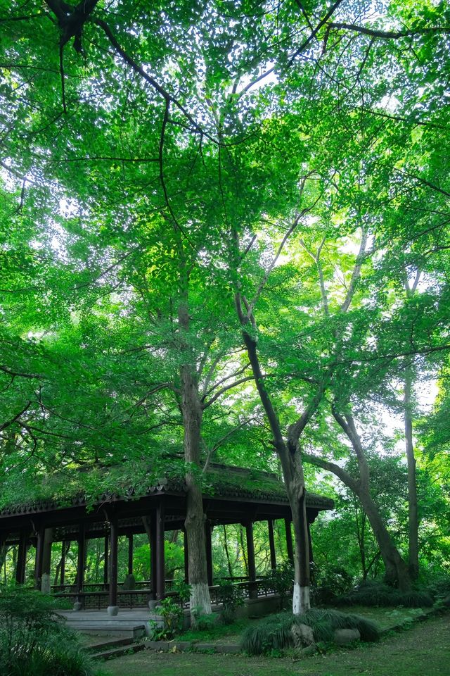 西湖有座山，叫孤山