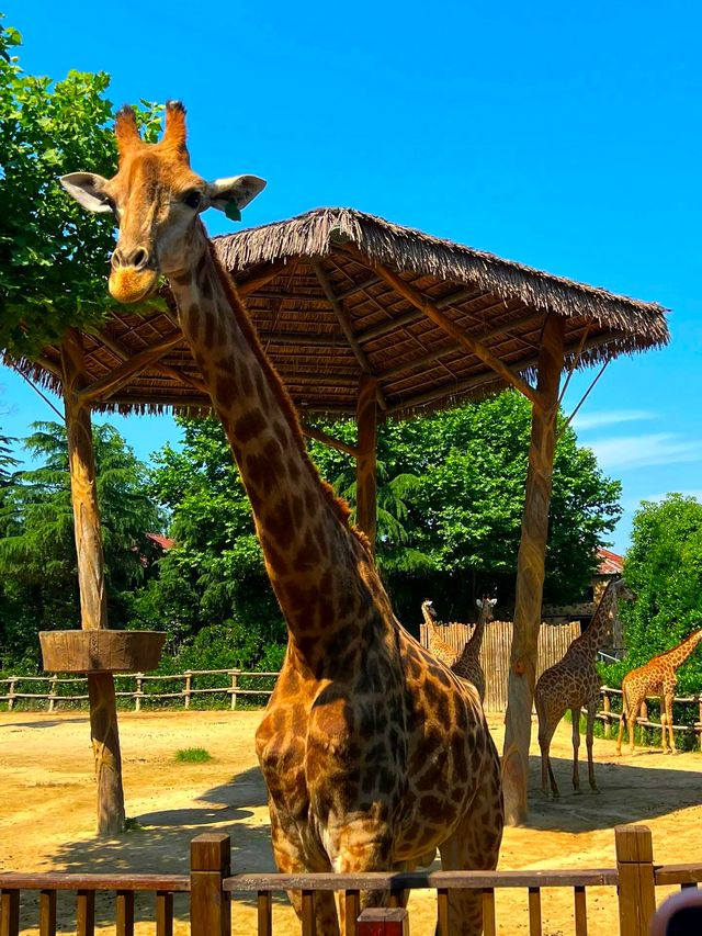 上海動物園的一天是有多快樂