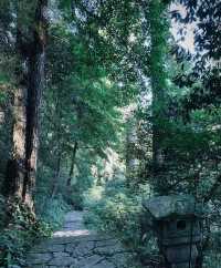 天目山大樹王