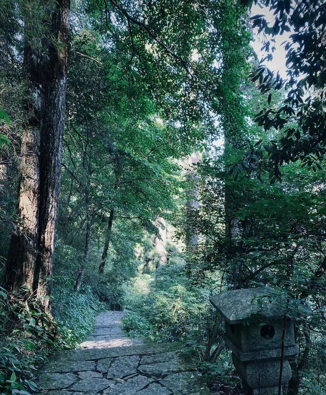 天目山大樹王