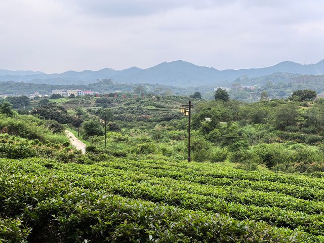 美麗的霞葛司下茶山夜市