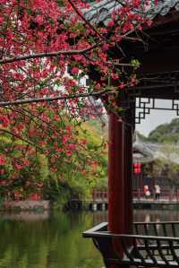 成都地鐵直達免費公園！海棠花已到最佳賞期