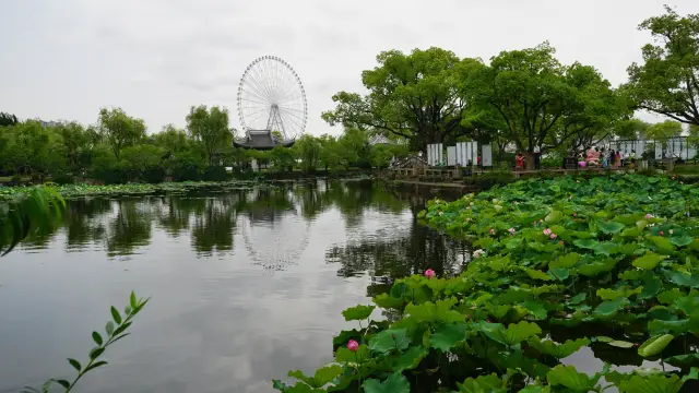 Li Garden Lotus Flowers~