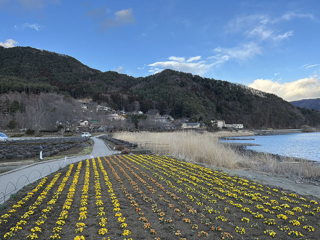 關東景點｜河口湖大石公園Oishi Park
