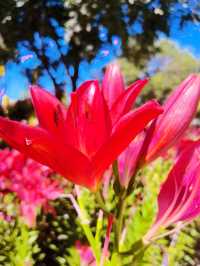 我的人生FIRST｜北京免費賞大片百合花的地方—花鄉公園（三）