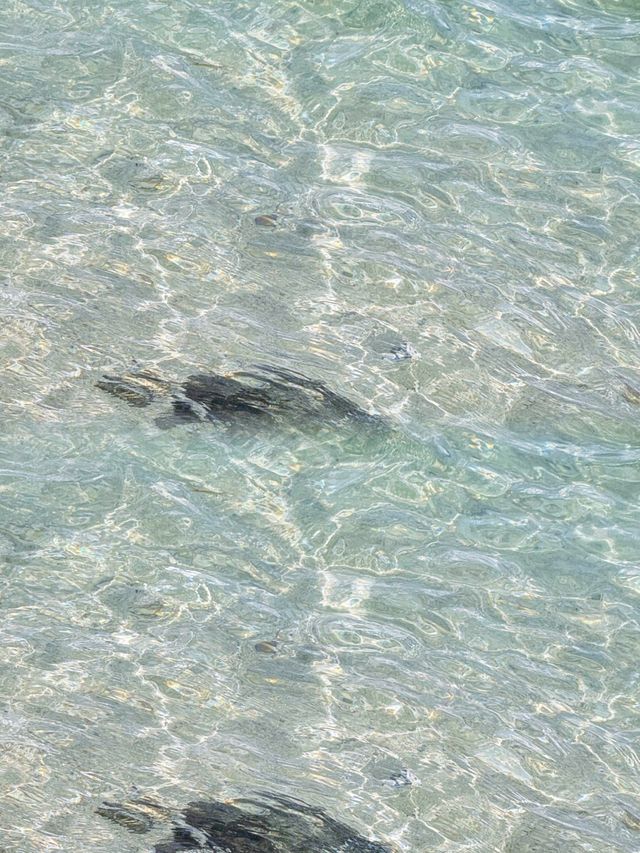 蜈支洲島旅行攻略：如何在這個人間仙境中找到屬於你的樂園