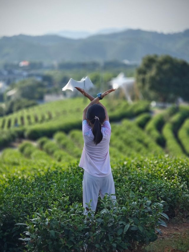 安吉白茶谷