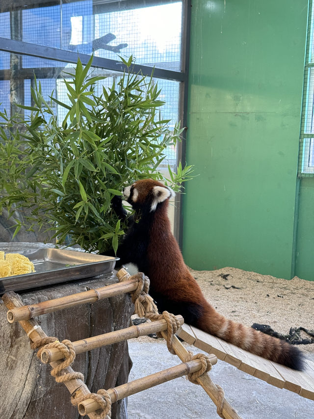 武漢極地海洋公園遊玩攻略